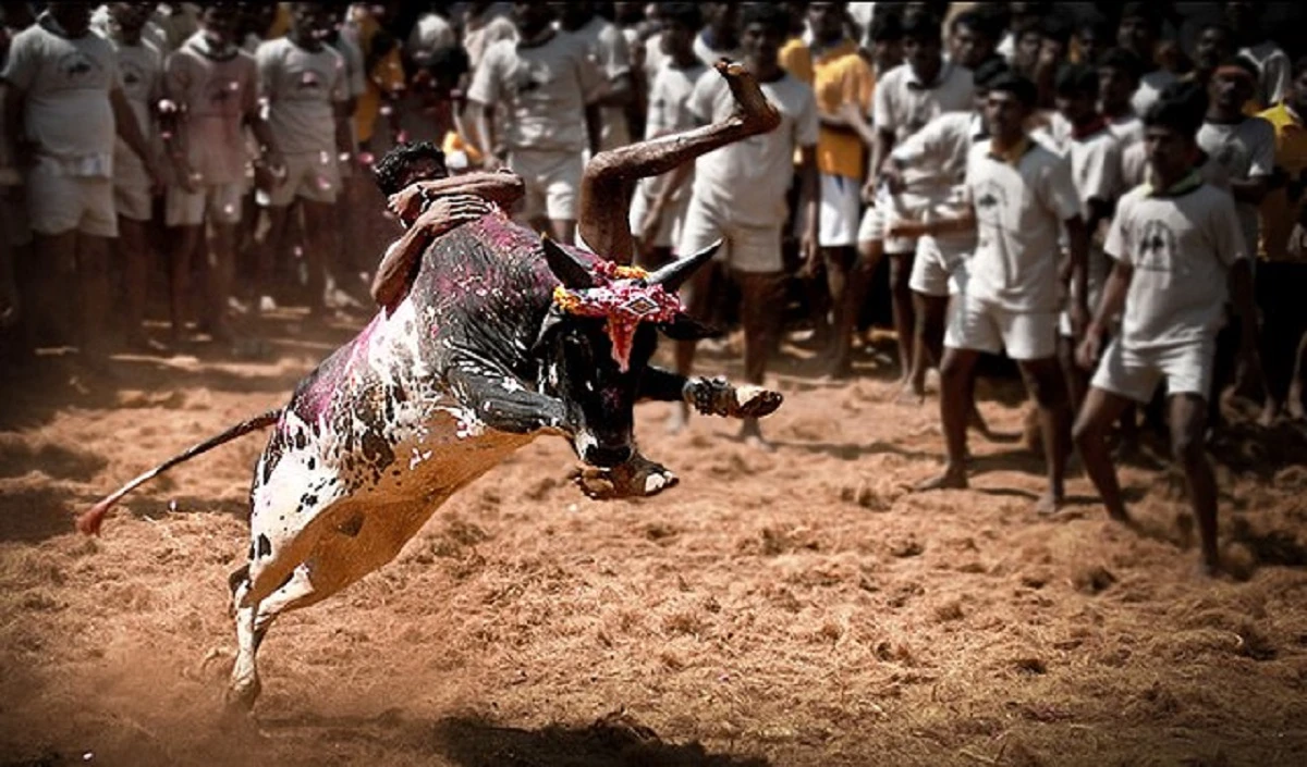 Tamil Nadu में जल्लीकट्टू के दौरान एक युवक की मौत, पुरस्कार में कार जीतना चाहता था