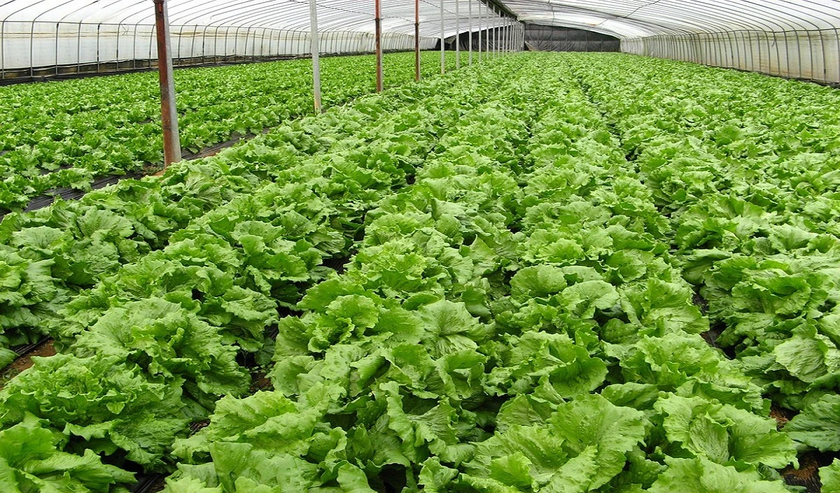 Rajasthan के झालावाड़ जिले में  जैविक किसान बाजार संपर्क  कार्यक्रम शुरू