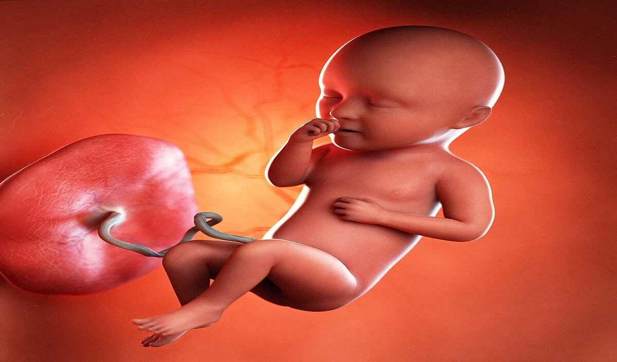 Baby Brain: प्रेग्नेंसी में इस सप्ताह से शुरू होता है बेबी के ब्रेन का विकास, मां को मिलते हैं ऐसे हिंट