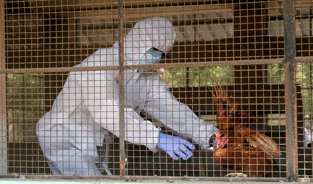 Jharkhand में फैल रहा Bird Flu, बोकारो के बाद इस शहर में भी फैला संक्रमण