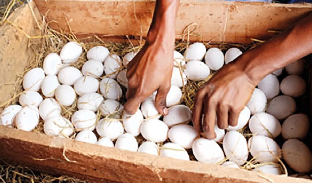 Eggs Import From India: संडे हो या मंडे, रोज कैसे खाएं अंडे: श्रीलंका ने भारत से किया 20 लाख अंडों का आयात