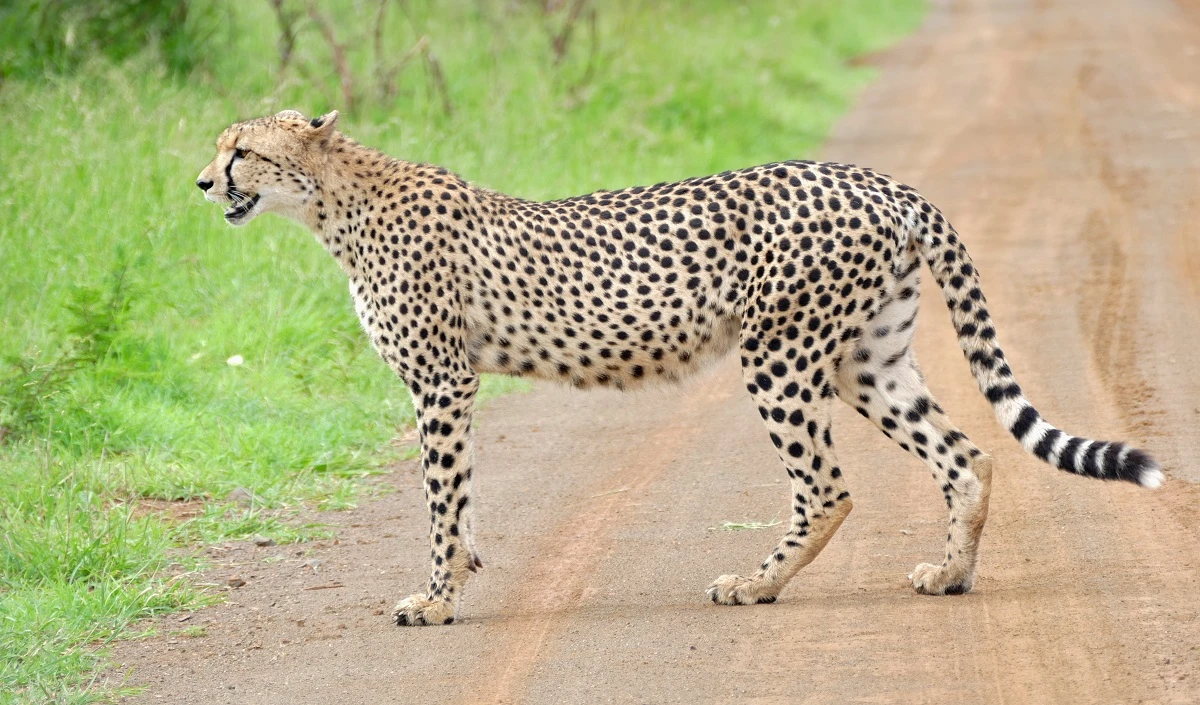 मप्र के Kuno National Park में दो महीने के चीता शावक की मौत, जन्म से था कमजोर