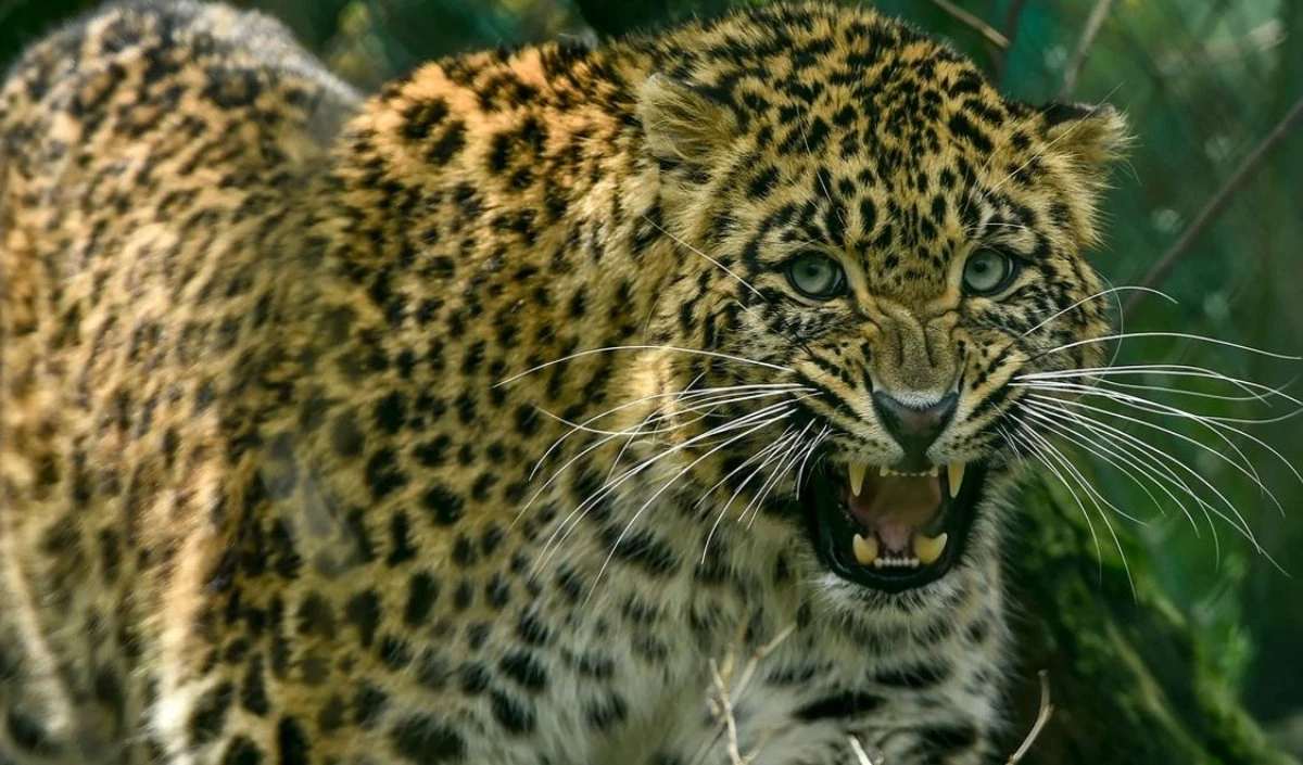 पीलीभीत में बाघ अभयारण्य के पास Leopard मृत मिला