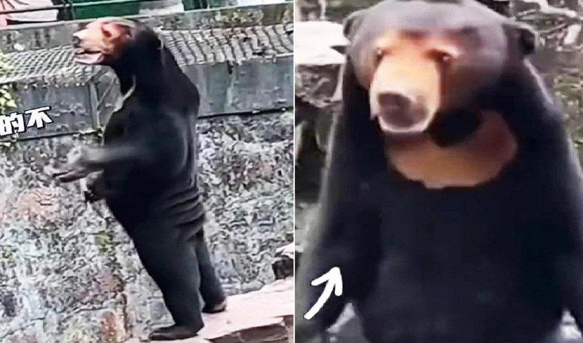 Bear or Human? चीन के चिड़ियाघर में भालू के भेष में इंसान! दो पैरों पर खड़े सन बियर का वीडियो वायरल होने के बाद जू ने जारी किया ये बयान