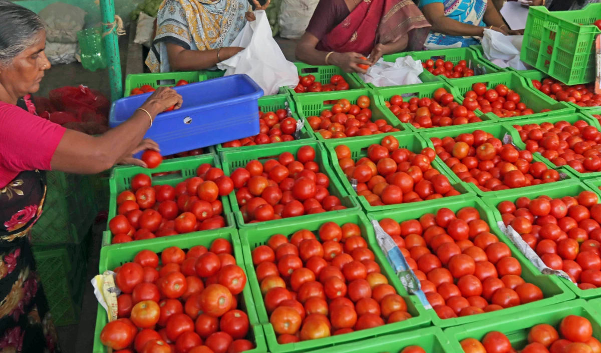 Tomato की कीमतें फिर बढ़ीं, मदर डेयरी स्टोर्स पर बिक रहा 259 रुपये प्रति किलो टमाटर