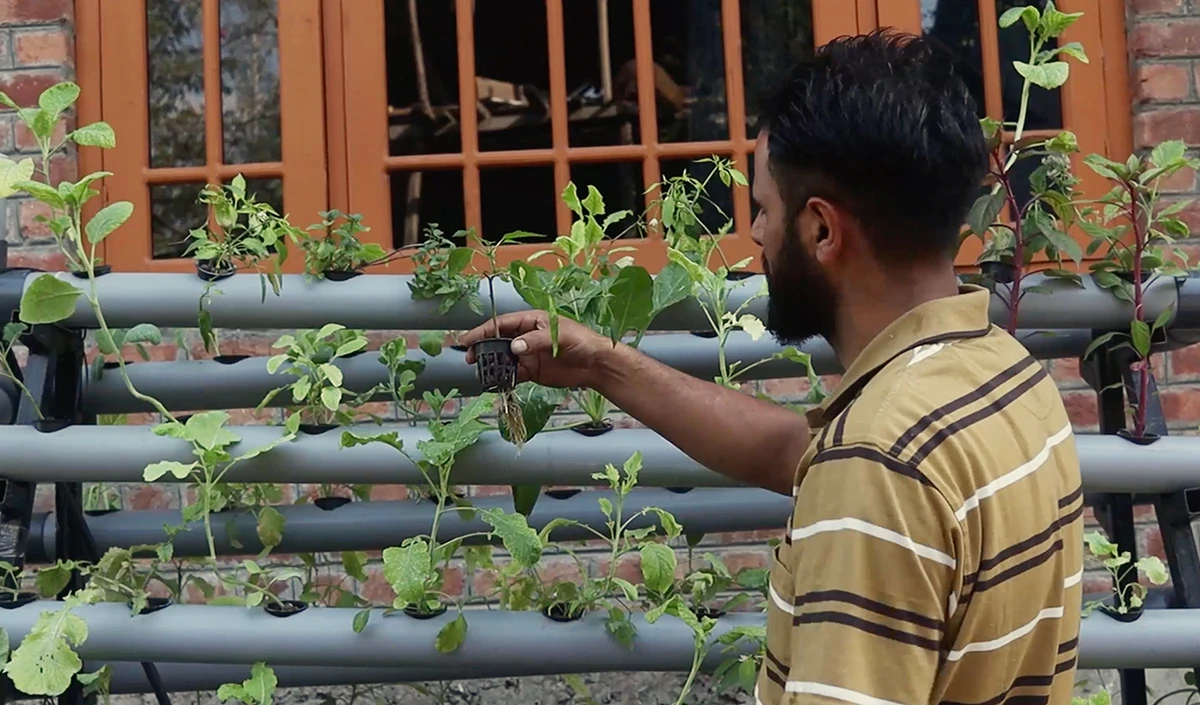 Kashmir में बागवानी के शौकीन युवक ने PVC Pipes में ही उगा कर दिखा दी सब्जियां