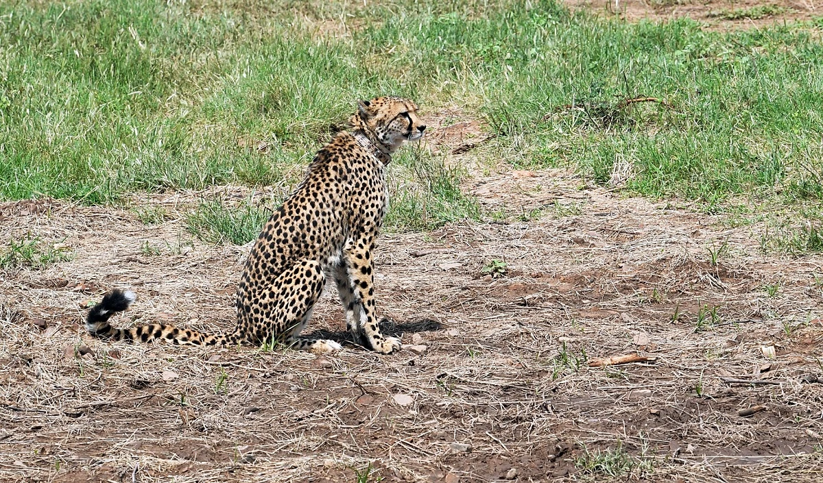 अब हो सकेगा Cheetah का दीदार, Kuno National Park इस दिन से पर्यटकों के लिए खुलेगा