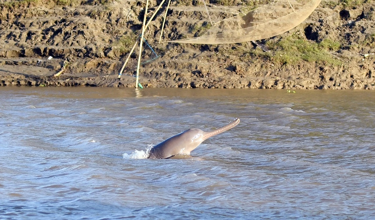 Odisha की चिलका झील में चल रही Dolphins की गिनती खराब मौसम के कारण रुकी