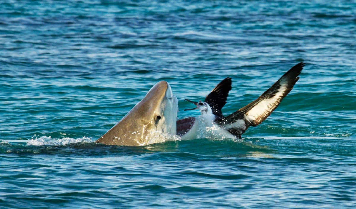 Sydney Harbor के तट पर बैठी महिला पर shark ने हमला कर किया गंभीर रुप से घायल