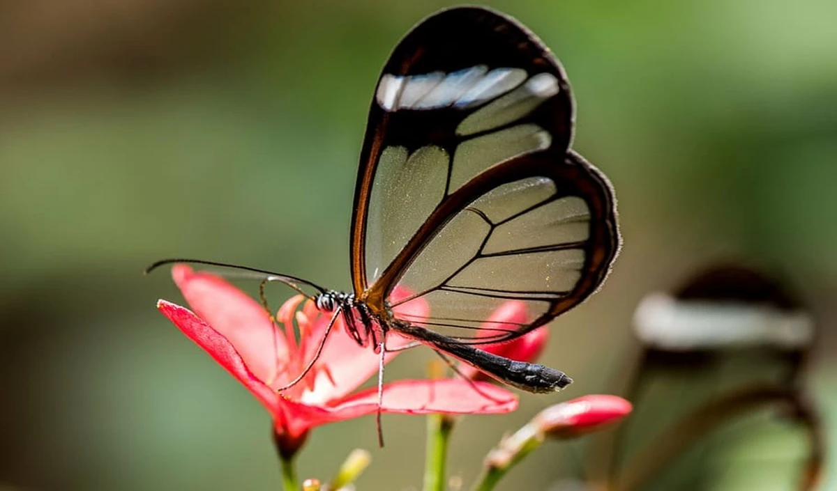 Butterfly Park: मध्यप्रदेश के इस शहर को मिला बटरफ्लाई पार्क, यहां आकर खुश हो जाएगा आपका मन