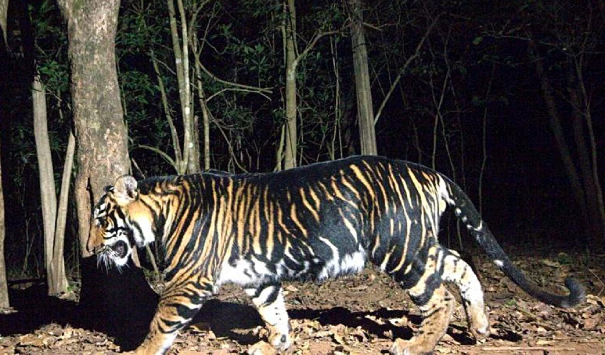 Chandrapur वन क्षेत्र में छह लोगों को मारने वाले नरभक्षी बाघ को दो महीने के अभियान के बाद पकड़ा गया