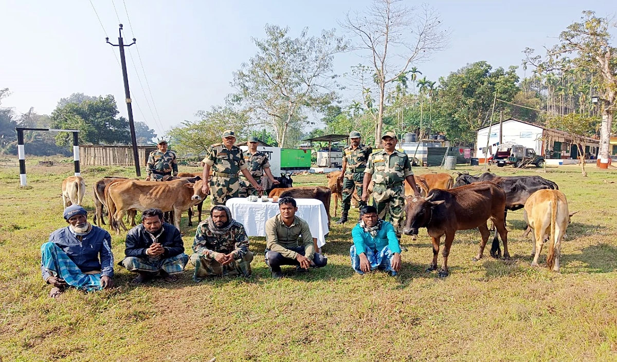 BSF ने बंगाल सीमा पर बांग्लादेशी पशु तस्करों की कोशिश नाकाम की