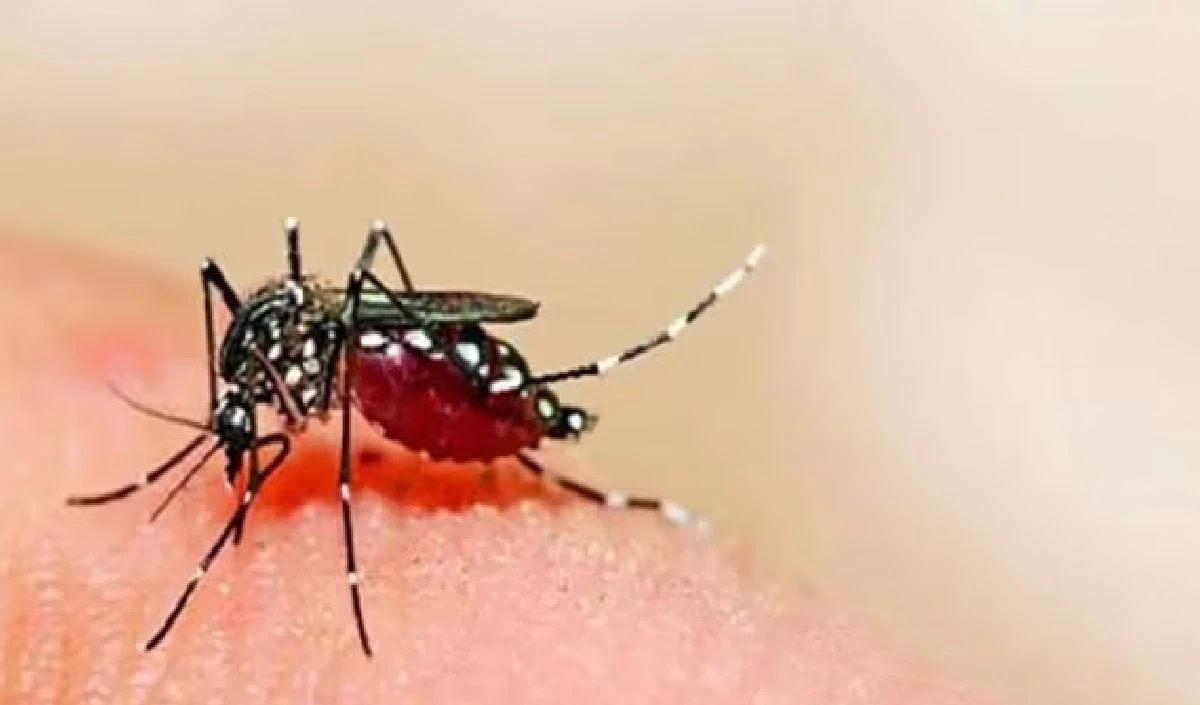 Zika Virus Advisory: महाराष्ट्र में जीका वायरस को लेकर अलर्ट, स्क्रीनिंग और मॉनिटरिंग पर जोर