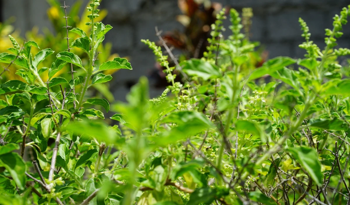 Benefits of Tulsi Leaves: तुलसी का पानी पीने से सेहत को मिलते हैं गजब फायदे, जानें कैसे करें सेवन