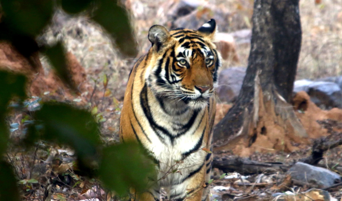 Ranthambore National Park | राजस्थान के रणथंभौर राष्ट्रीय उद्यान के प्रतिबंधित क्षेत्र में प्रवेश करने पर 19 कारें जब्त