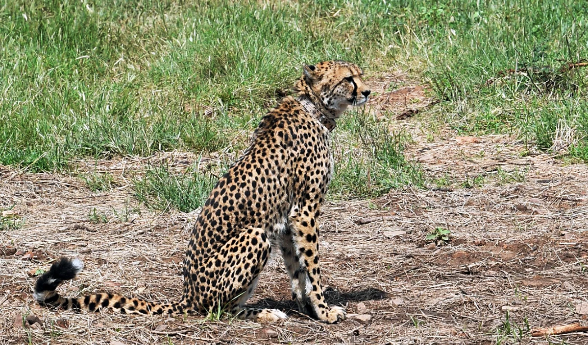 Cheetah Project : केंद्र और मध्य प्रदेश सरकार के विभागों के बीच  समन्वय की कमी  सामने आई