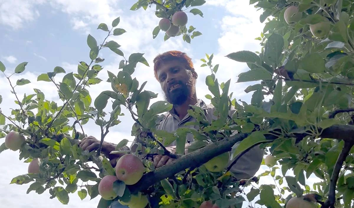 Jammu-Kashmir की अर्थव्यवस्था की रीढ़ है Kashmiri Apple, इस वर्ष की बंपर पैदावार से उत्पादकों के चेहरे खिले