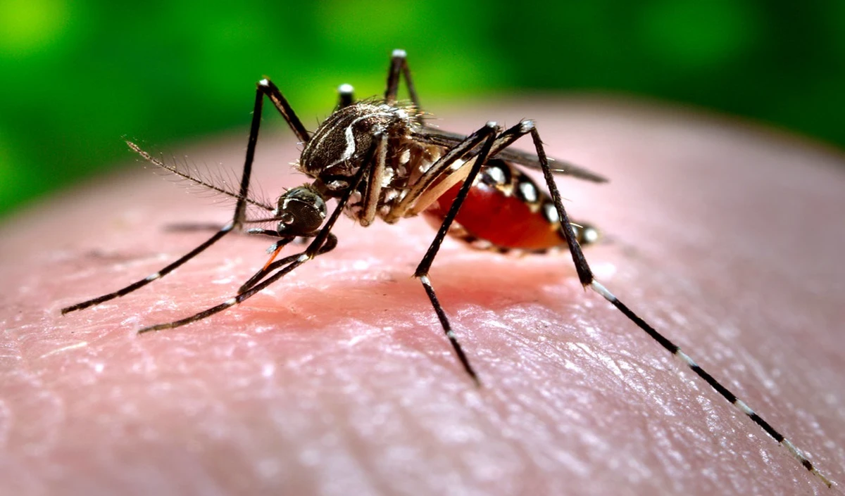 Organs Affected by Dengue: डेंगू होने पर शरीर में दिखते हैं ऐसे लक्षण, जानिए बचाव के तरीके