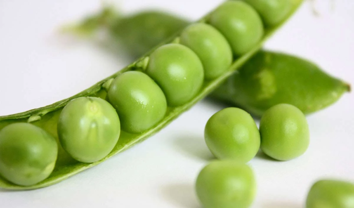 Peas For Weight Loss: जानिए वजन कम करने में किस तरह सहायक है मटर