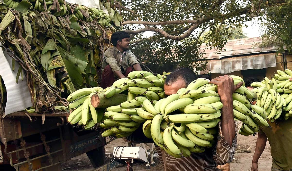 पूर्वांचल, अवध के कई जिलों में परंपरागत फसलों का विकल्प बना केला