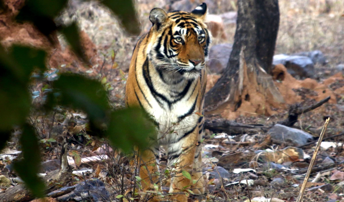 राजस्थान उच्च न्यायालय ने Ranthambore में अवैध संपत्तियों और निर्माणों को जब्त करने को कहा