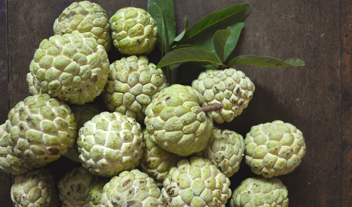 Custard Apple for Winter: रोज खाएंगे शरीफा, तो बीमारियां होगी दूर, मिलेंगे अनगिनत लाभ