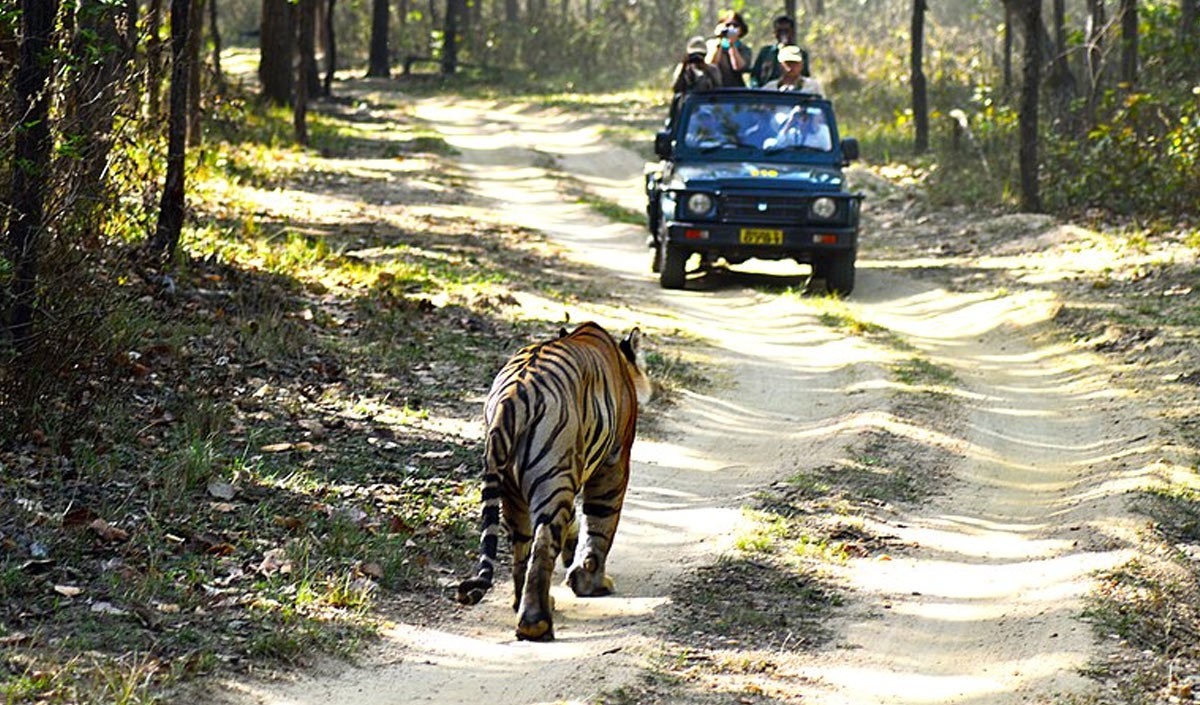 Kanha National Park: सुंदर वन्यजीव अभ्यारण्यों में से एक है कन्हा नेशनल पार्क