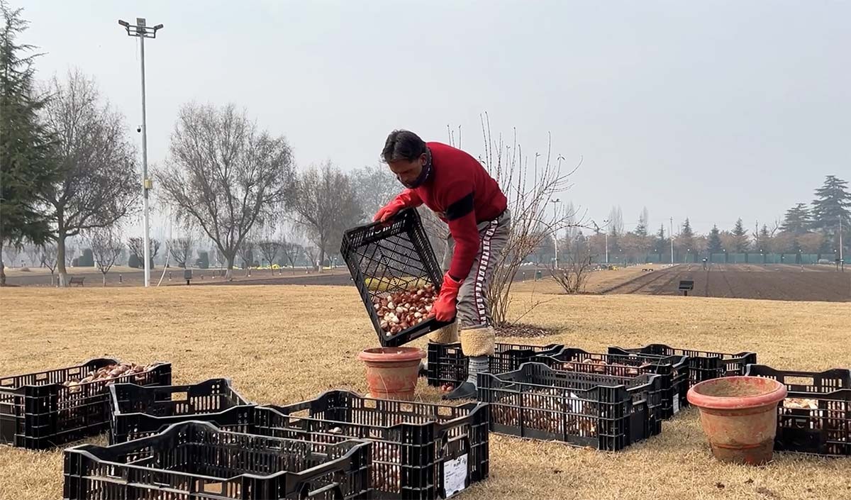 कश्मीर में Tulip Festival के लिए तैयारियां जोरों पर, इस बार पर्यटकों को बड़ी संख्या में दिखेंगे फूल