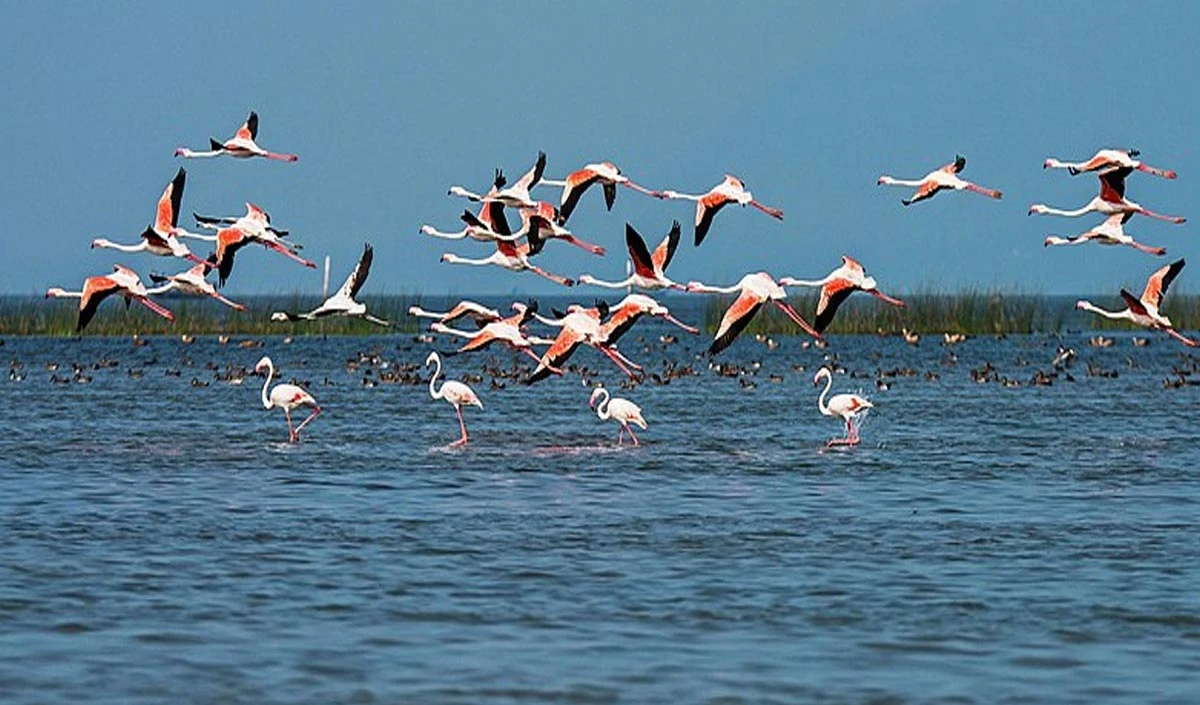 Odisha Tourism: ओडिशा का एक अद्भुत पर्यटन स्थल चिलिका झील