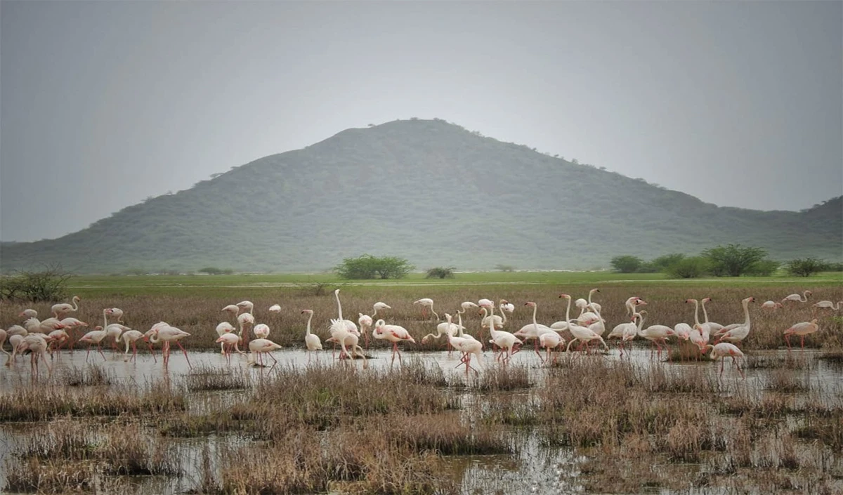 Kutch के ‘बन्नी’ का बजा डंका, Chhari-Dhandh को मिला Ramsar Site का दर्जा, Gujarat को गौरव।